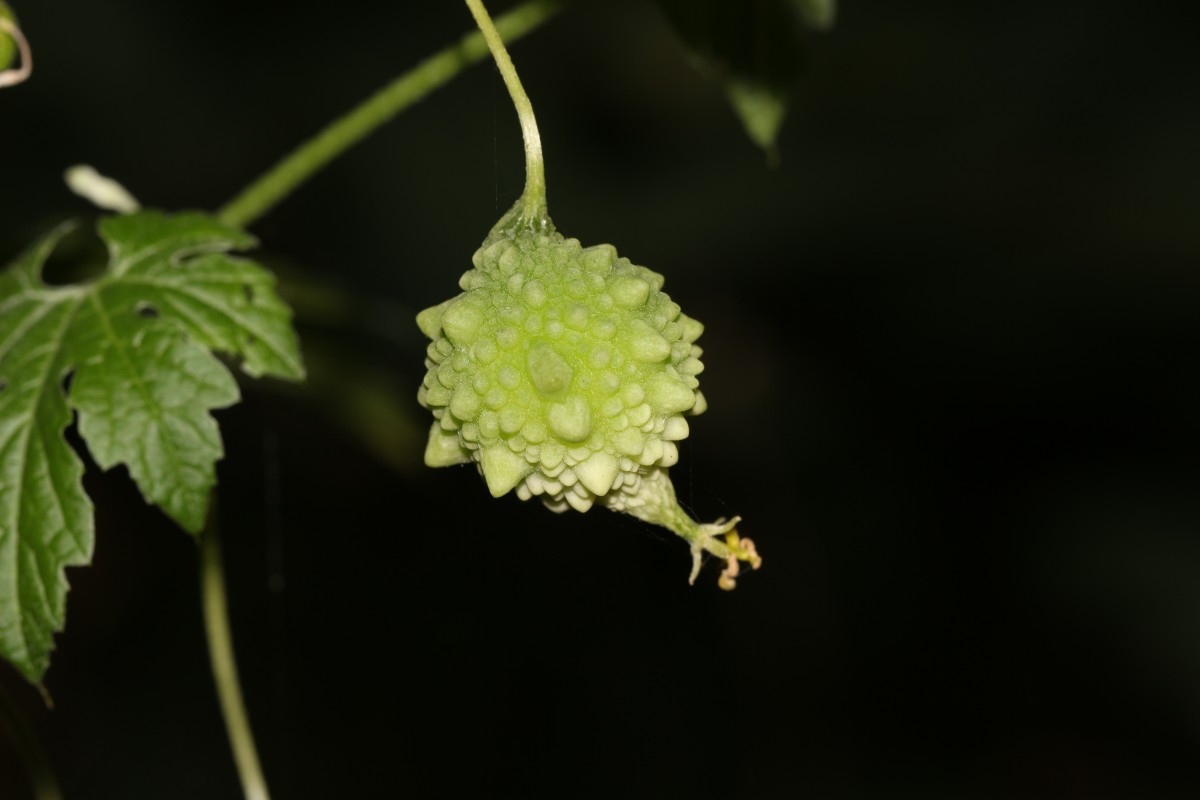 Momordica charantia L.